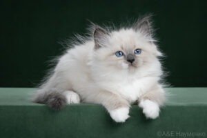 IMG_7736_web