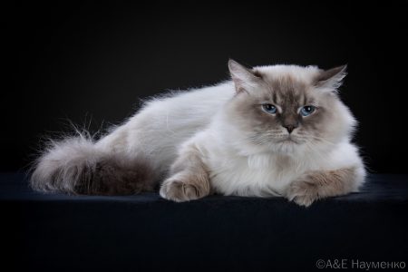 IMG_2441 (Копировать)