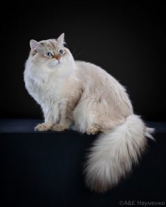 Klondike (Копировать)